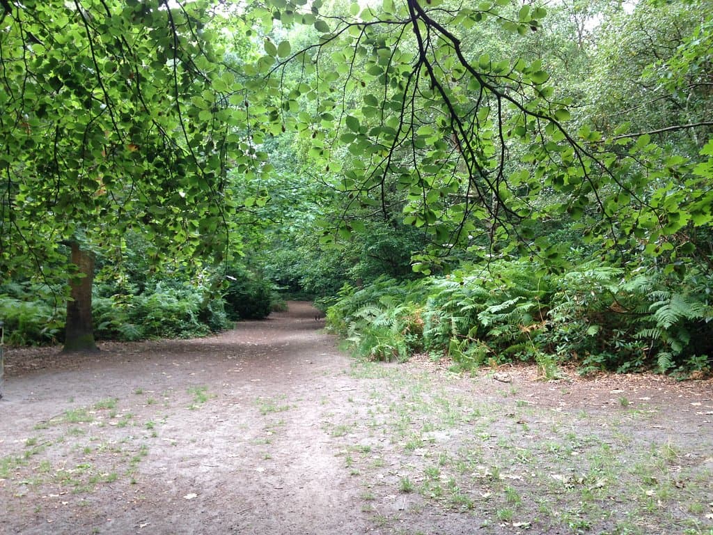 Woodland trail