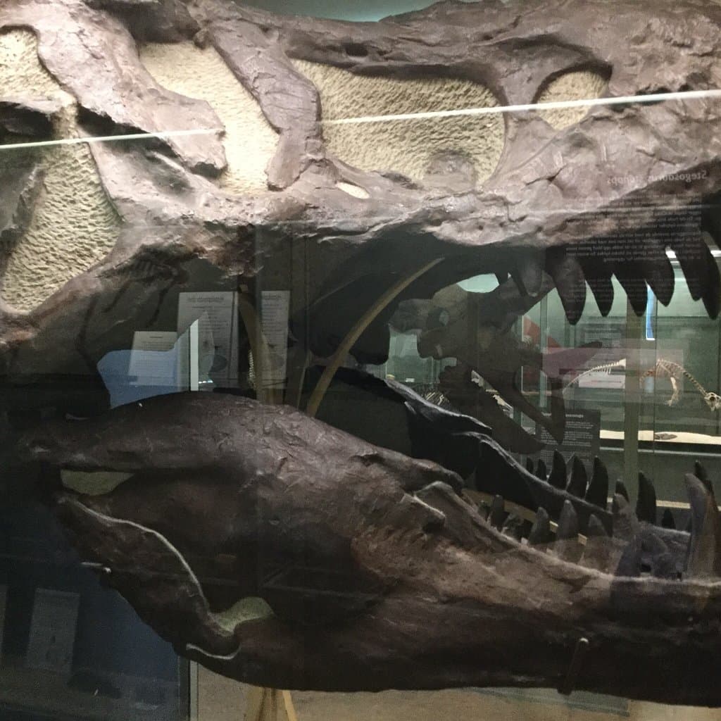 Evolutionsmuseet Paleontologi i Uppsala