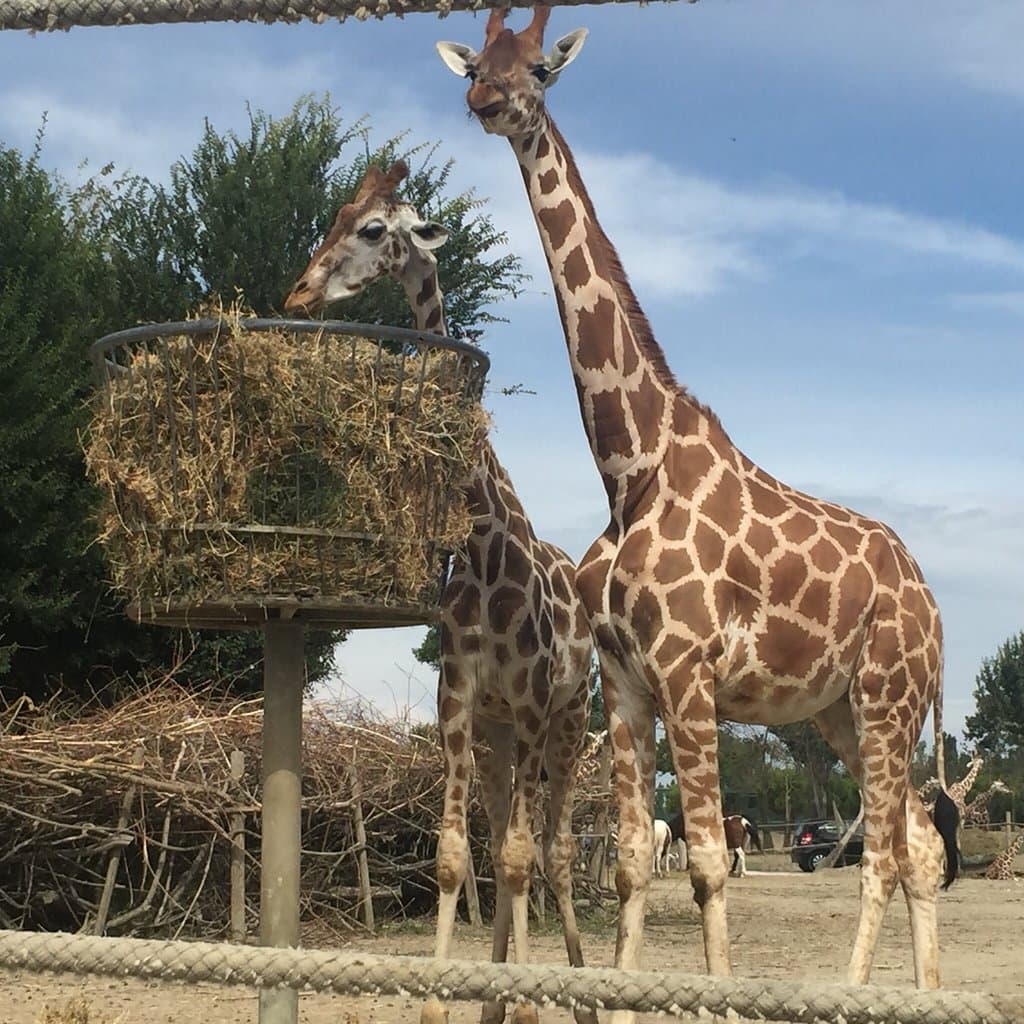 Ravenna Safari Park