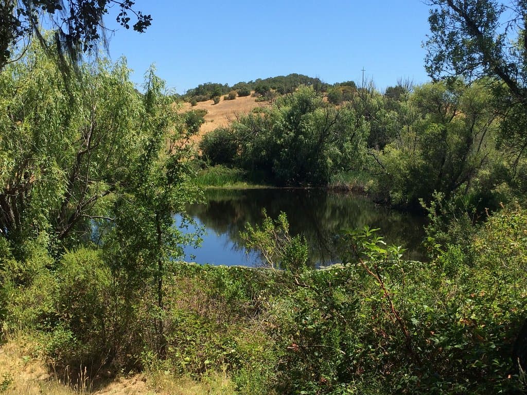 Pond view