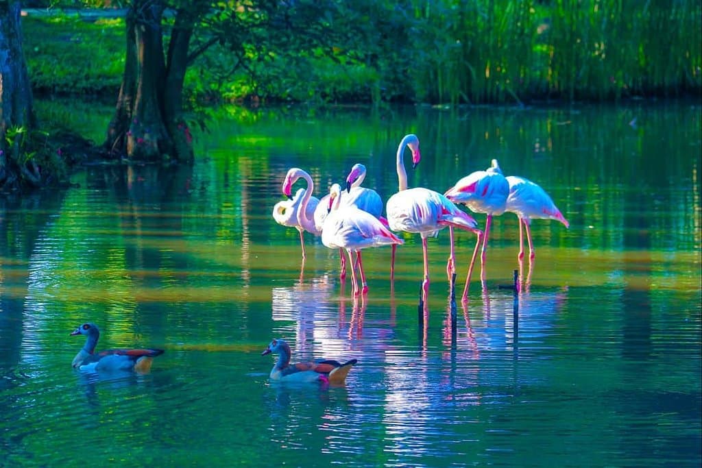 bird