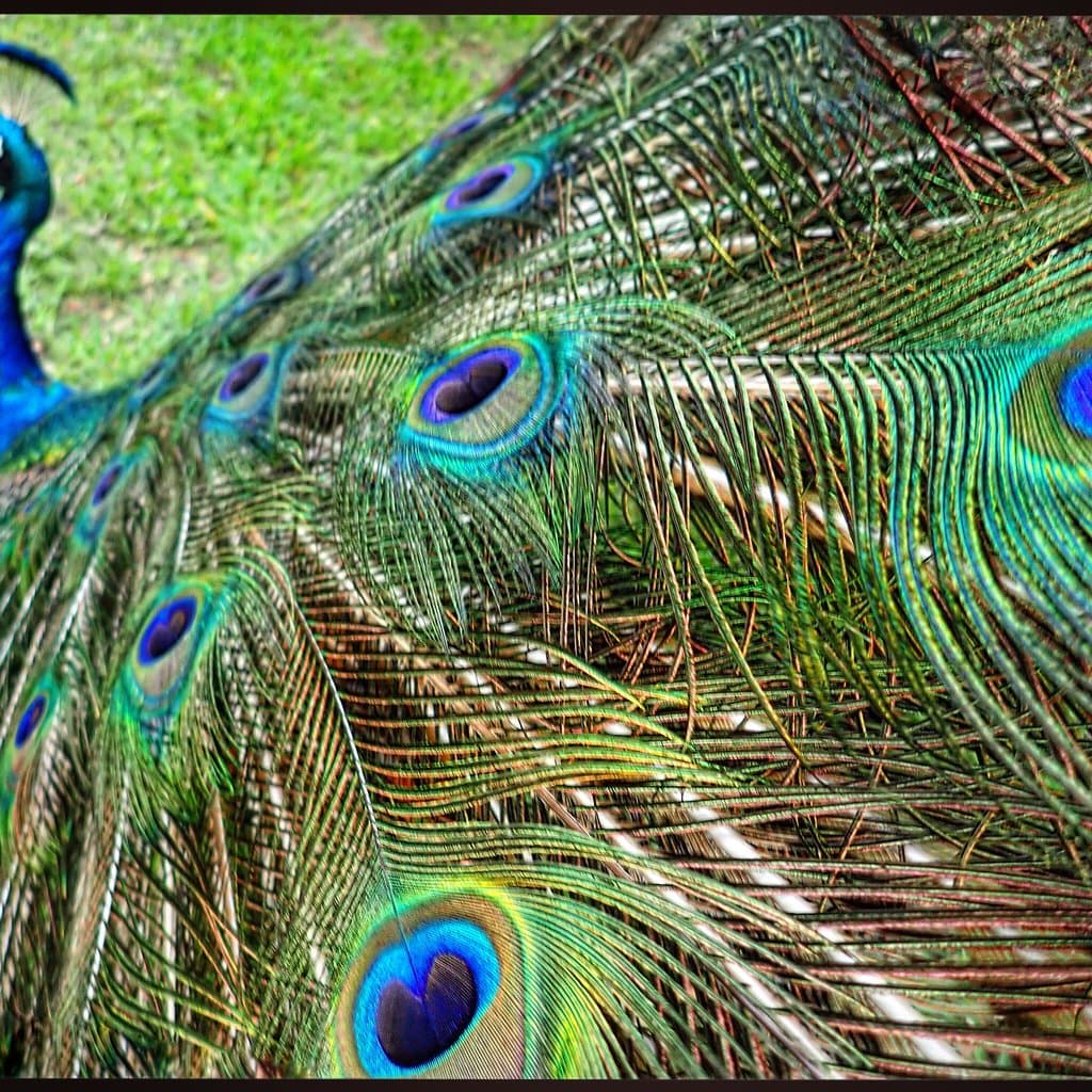Archaeological Park Constanța