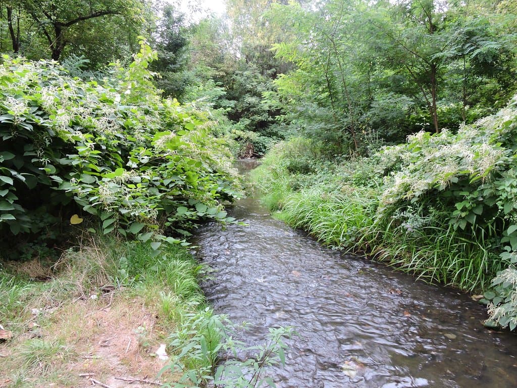 The wilderness area once you get past the fly tippings