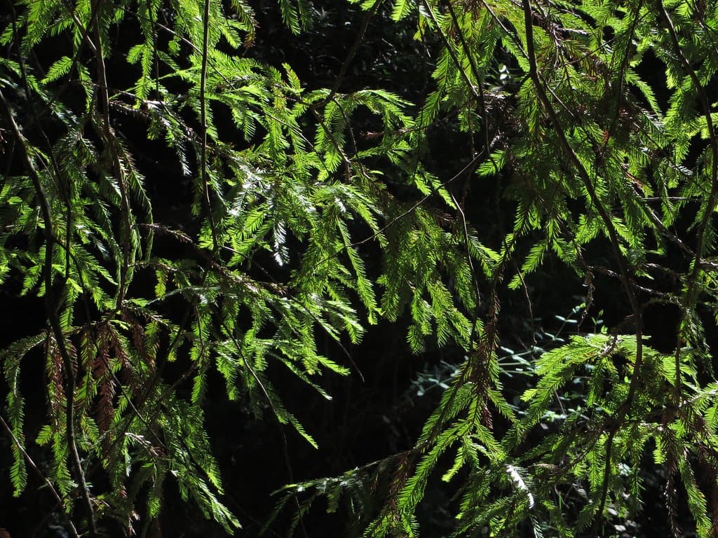 There are several species of redwoods growing in the Peace Grove. 
