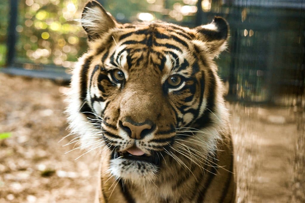 Come visit our tigers in the Indonesian Rain forest.