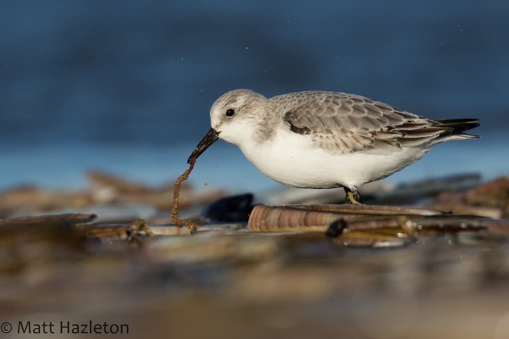 Sanderling feeding on razor clams on Titchwell beach