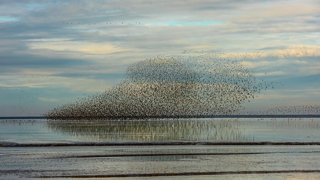 Wader murmuration on a spring high tide