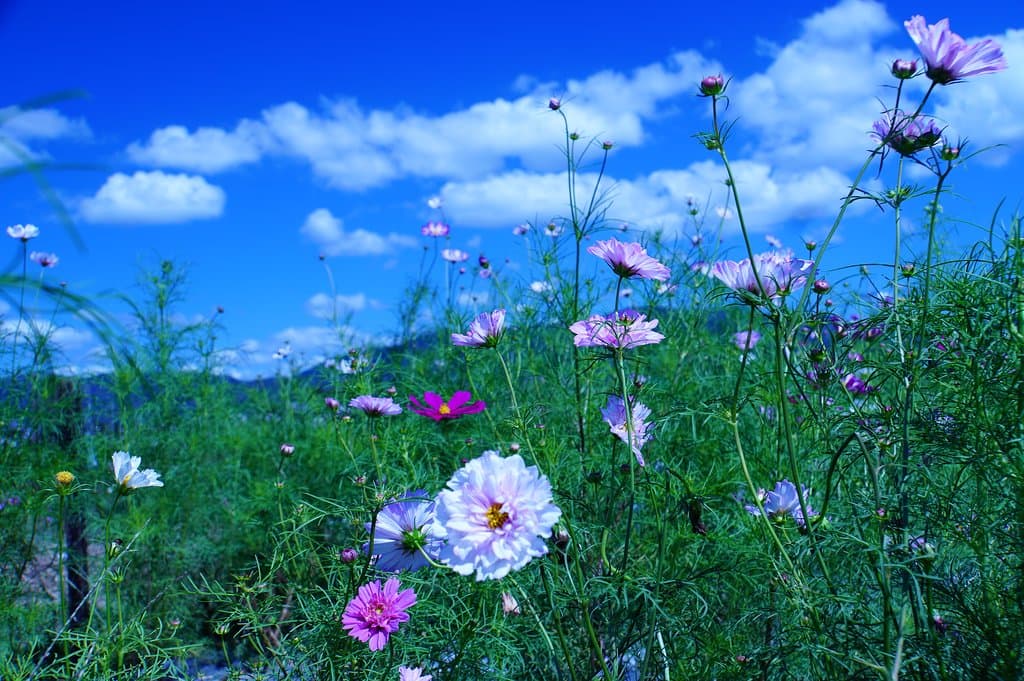 Kushihara Cosmos Garden