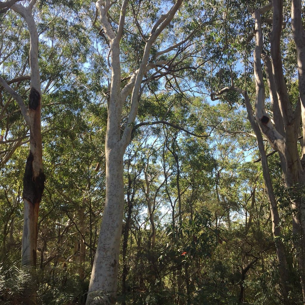 Photos from the Koonyum Range in Mount Jerusalem National Park near Mullumbimby