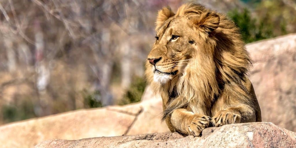 Majestic Lion