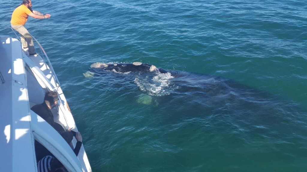 Whale Watching Hermanus