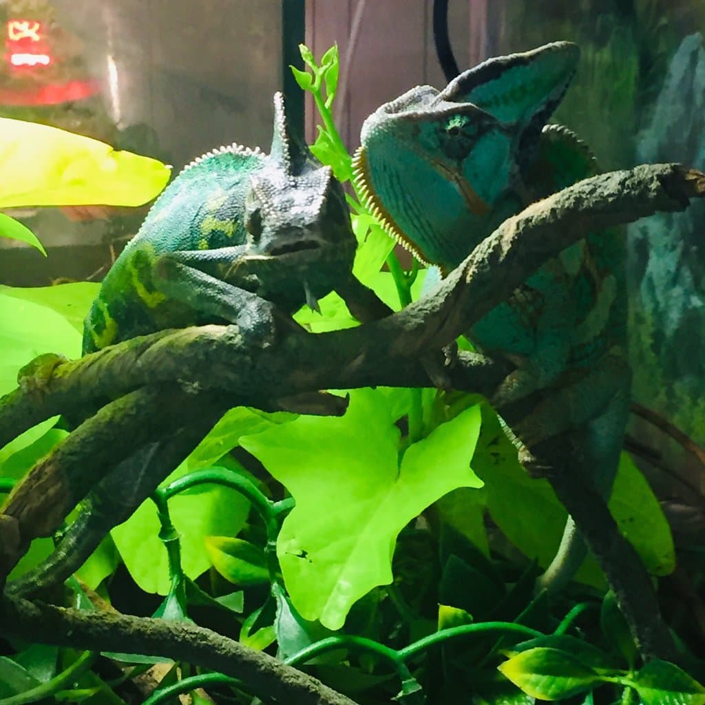 Hochatown Rescue Center and Petting Zoo