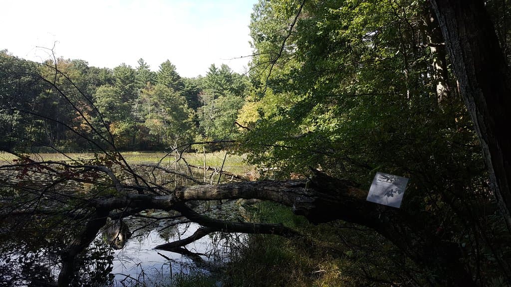The "Fairy Pond" during the Art Ramble season -- look *really* close...
