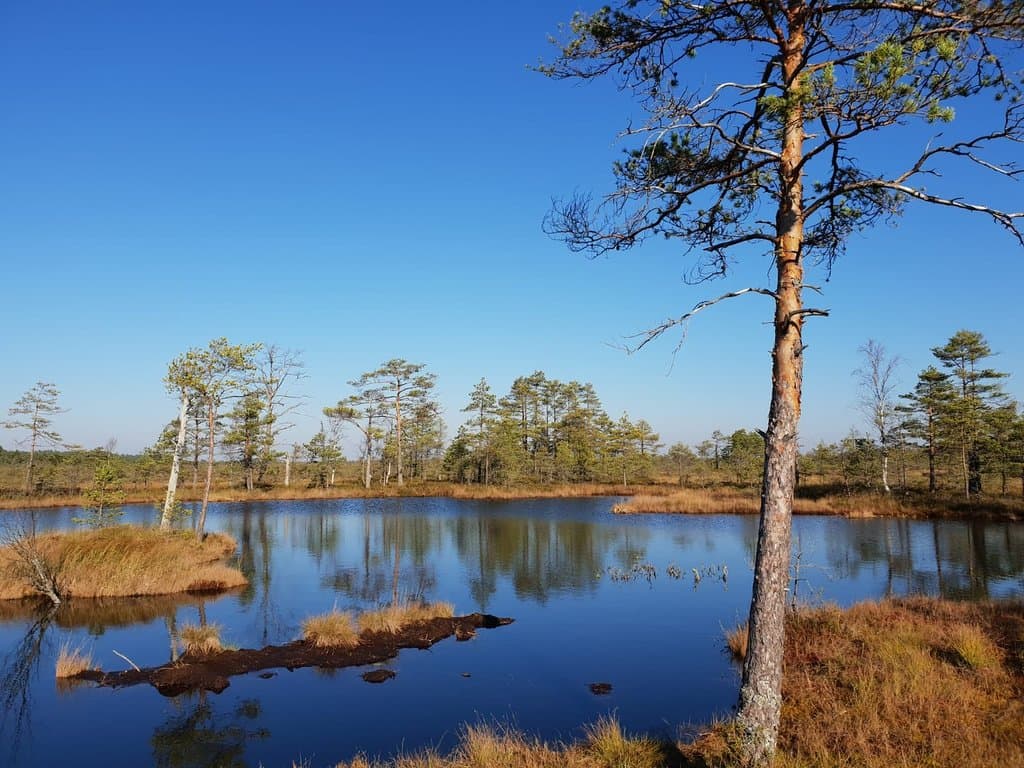 Tolkuse Bog Observation Tower
