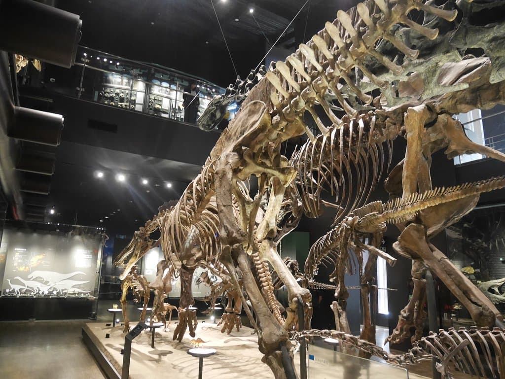内部の恐竜骨格展示