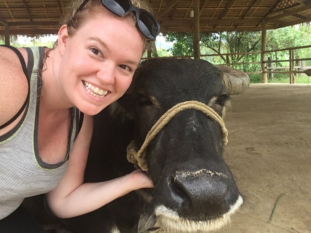 Laos Buffalo Dairy
