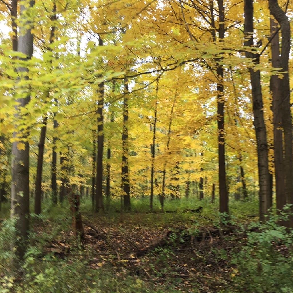 Mentor Lagoons Nature Preserve and Marina