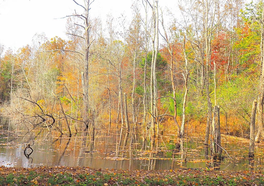 This is the 'marsh area' I mentioned