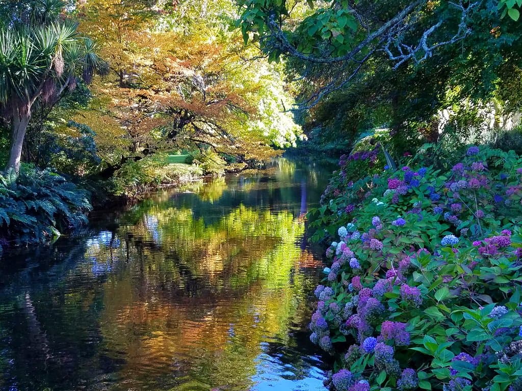 The gardens in October: Central stream framed by fall colors, green foilage, and a surprising number of blooming flowers -- including many hydrangeas.