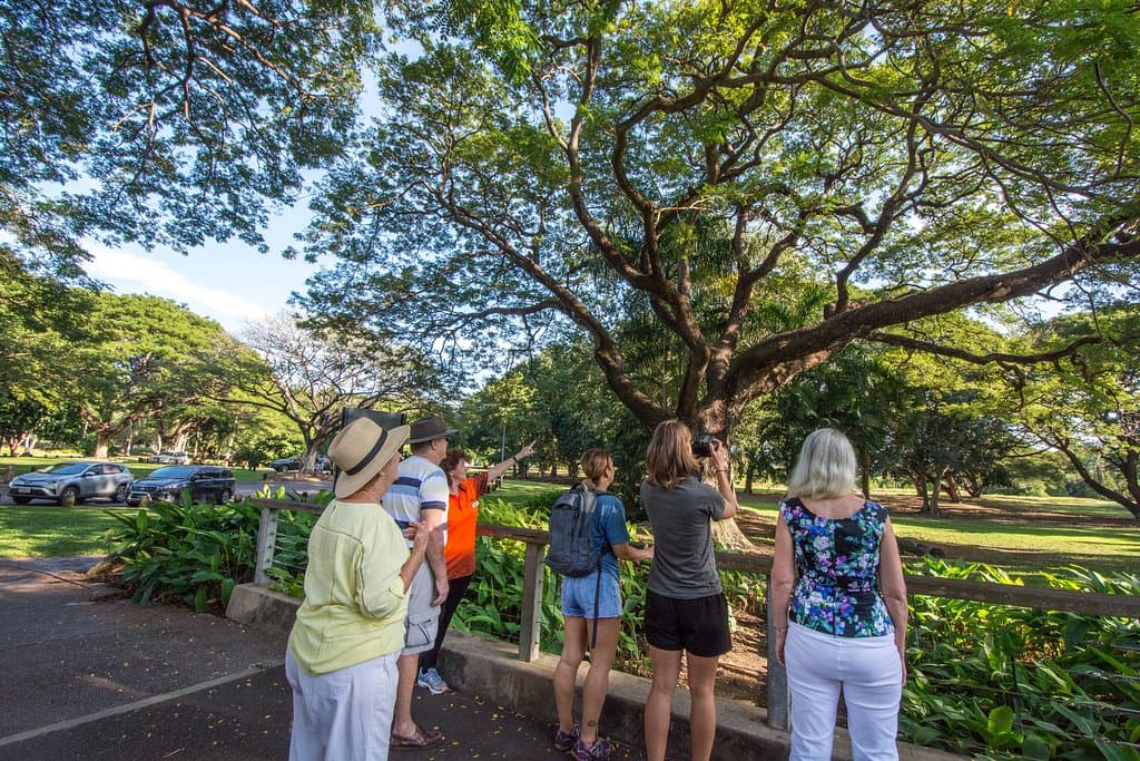Walk Darwin's guide pointing out the 5 metre python in a Raintree at George Brown Darwin Botanic Gardens. You never know what you'll see in this parkland gardens.