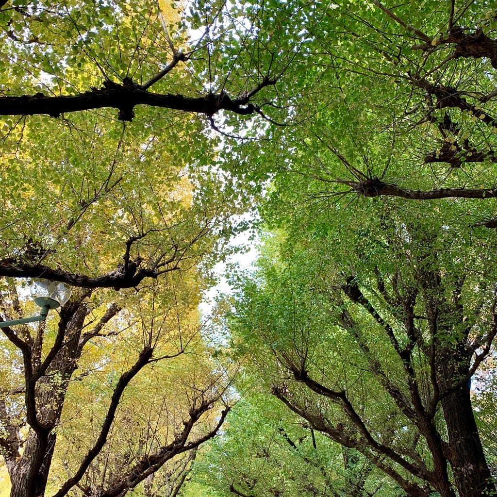 Meiji Jingu Gaien Ginkgo Avenue Tokyo