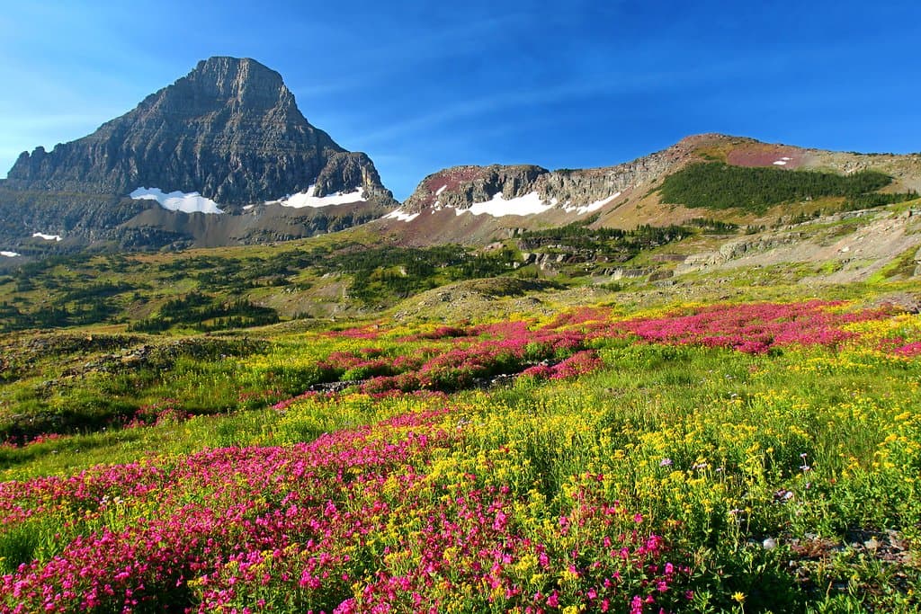 One of the most popular hiking trails in Glacier National Park is Hidden Lake Trail on Logan Pass. The trailhead is behind the Logan Pass Visitor Center, midway from east to west on Going-to-the-Sun Road. Get there early enough to find a parking spot so you can enjoy views of wildflowers and wildlife such as mountain goats and moose from the trail.
