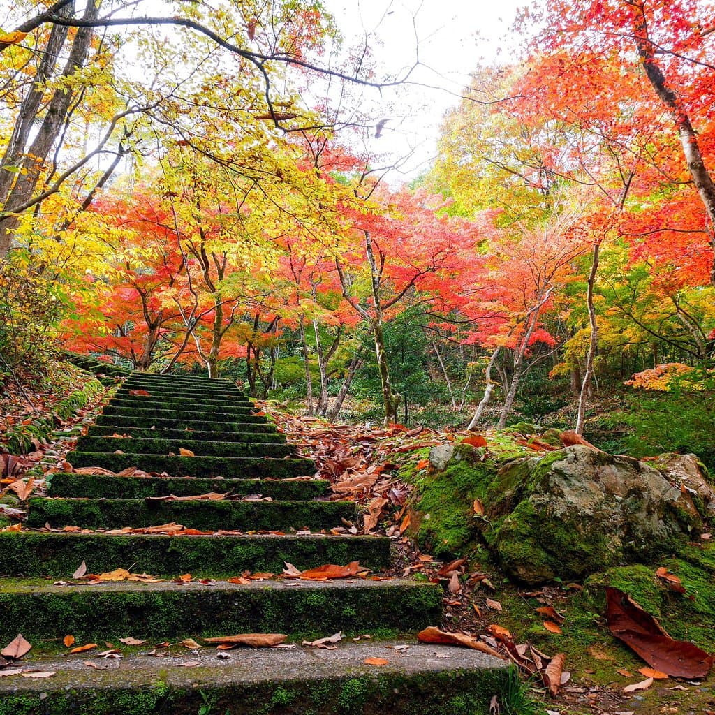 Enjoy appreciating autumn leaves.