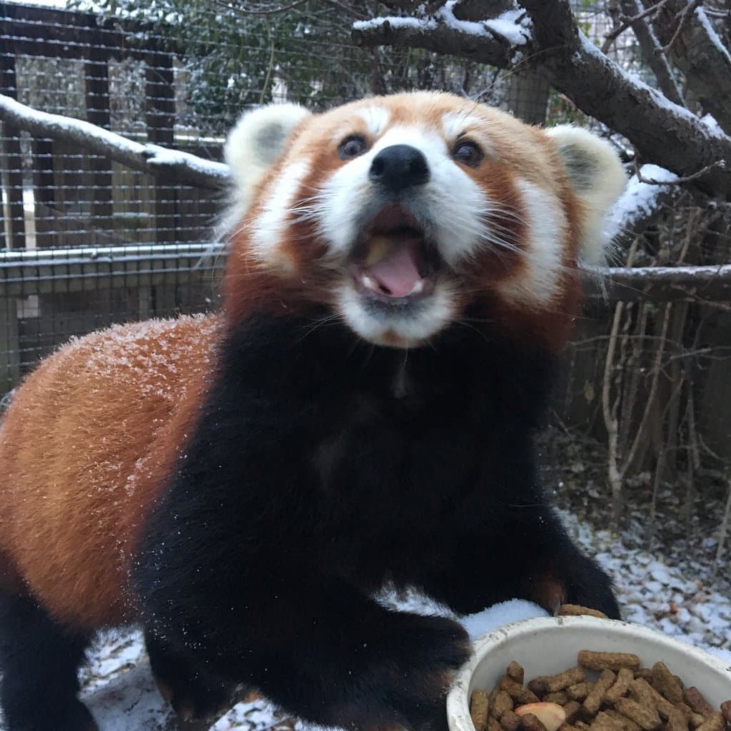 One of our breeding pair of red pandas.