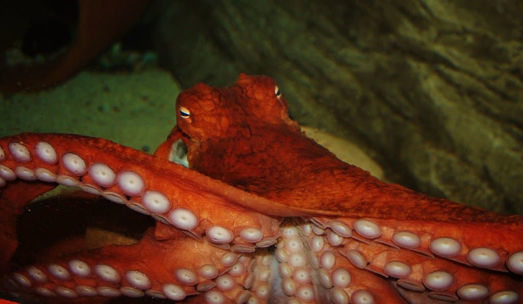 Giant Pacific Octopus