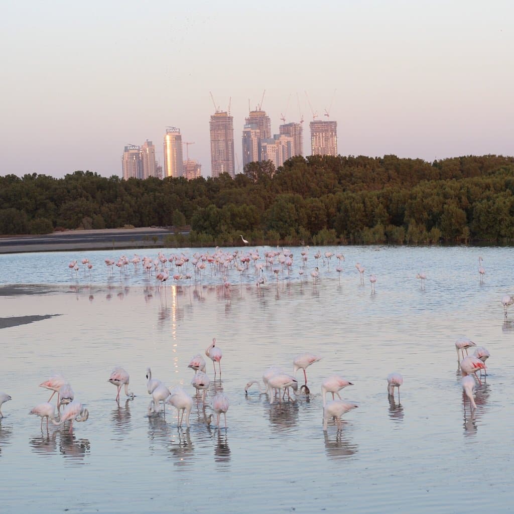 Ras Al Khor Wildlife Sanctuary