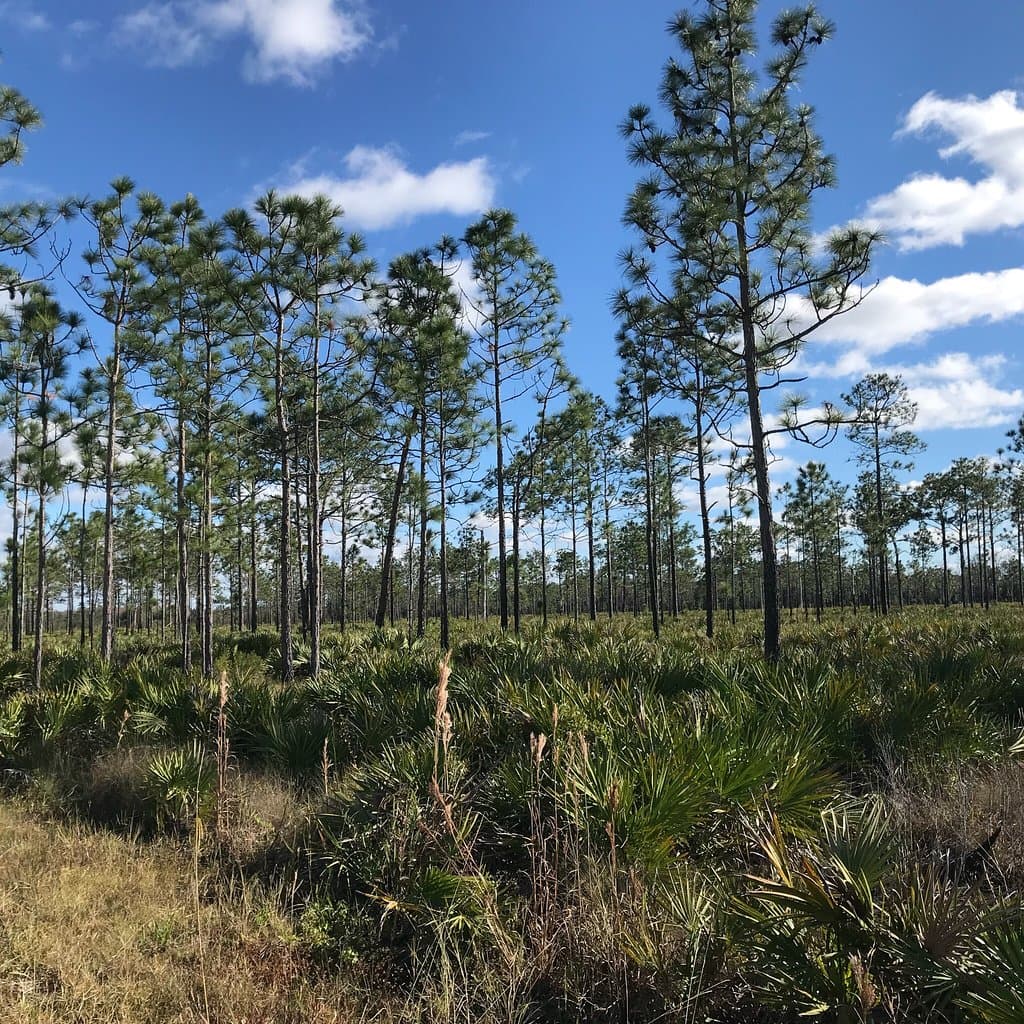 Go Birding at Hal Scott Regional Preserve