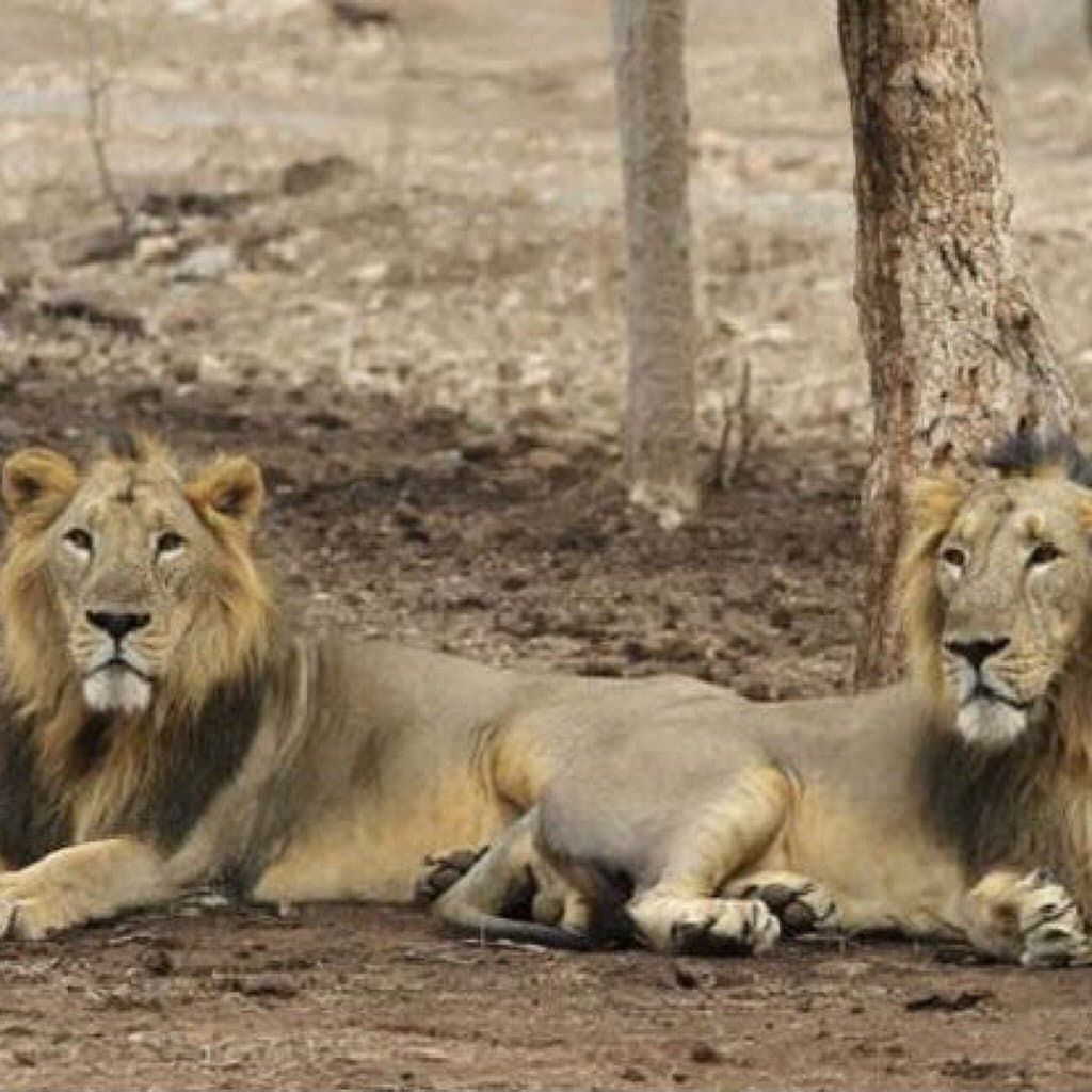 Rajasthan's first lion safari was started in October, 2018 at Nahargarh Biological Park. The park is located on Delhi - Jaipur Highway in the Aravali Foothills, nealy 12 kms from Jaipur known as Pink City. 10 lions were brought from Gir forest, Gujarat through exchange program. The park will be used for breeding lions & will also add new tourism venue to Jaipur.