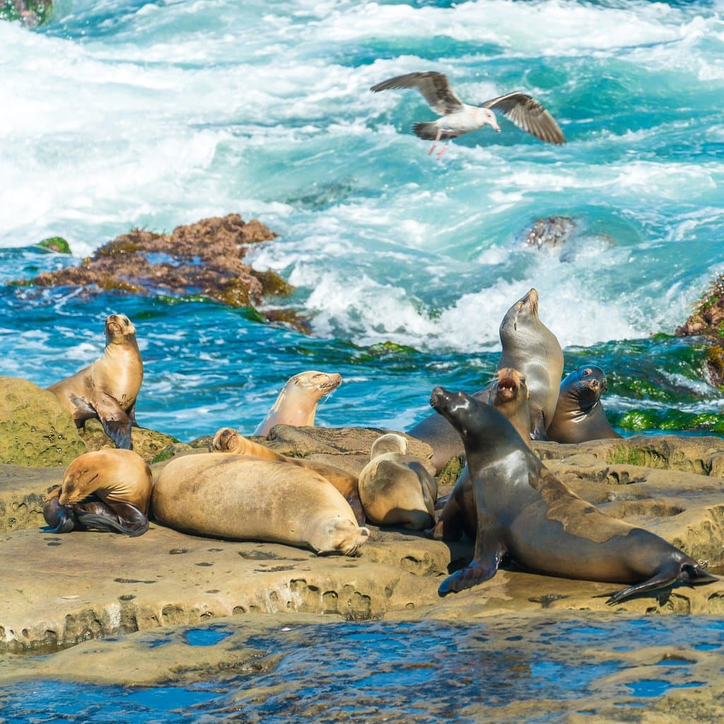 Sea lions doing their thing at La Jolla Cove. Shot with a zoom lens as it's important for people to enjoy them at a distance.