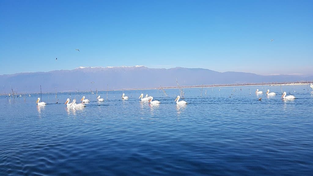 Lake Orestiada Birdwatching Spots