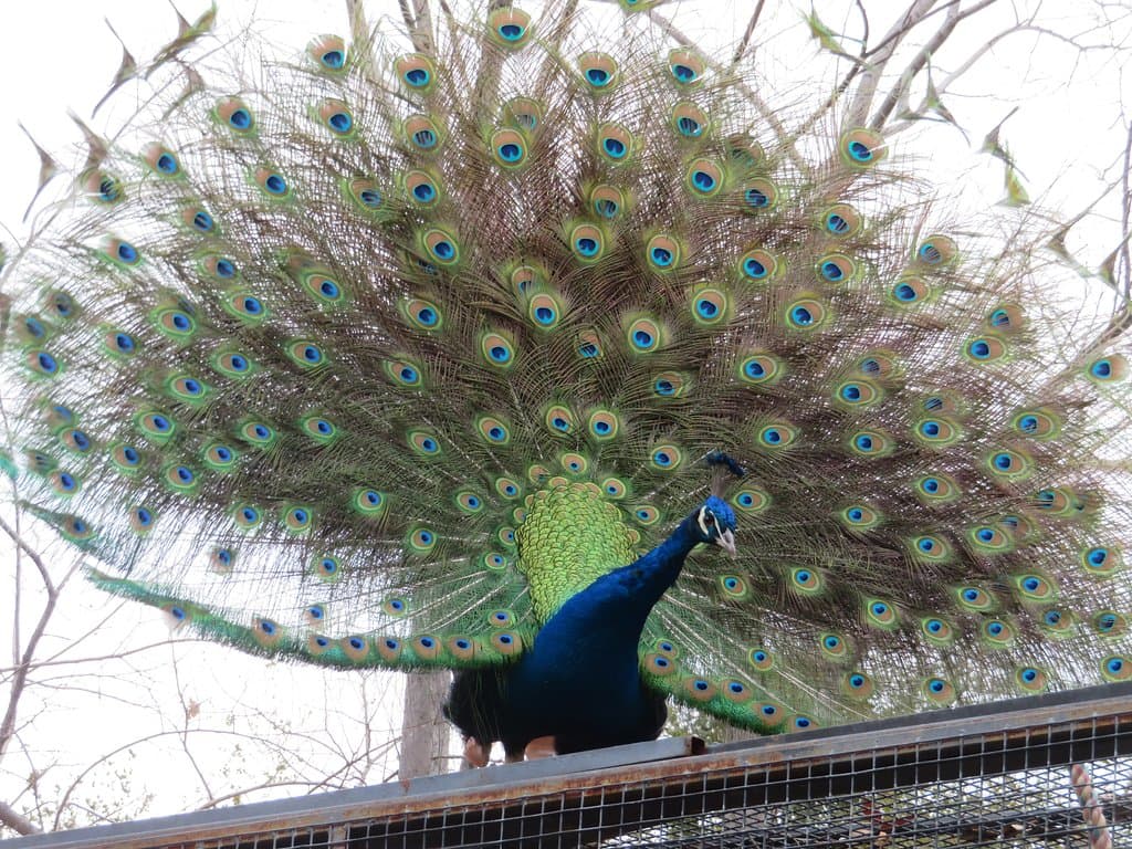 Peacocks at the zoo
