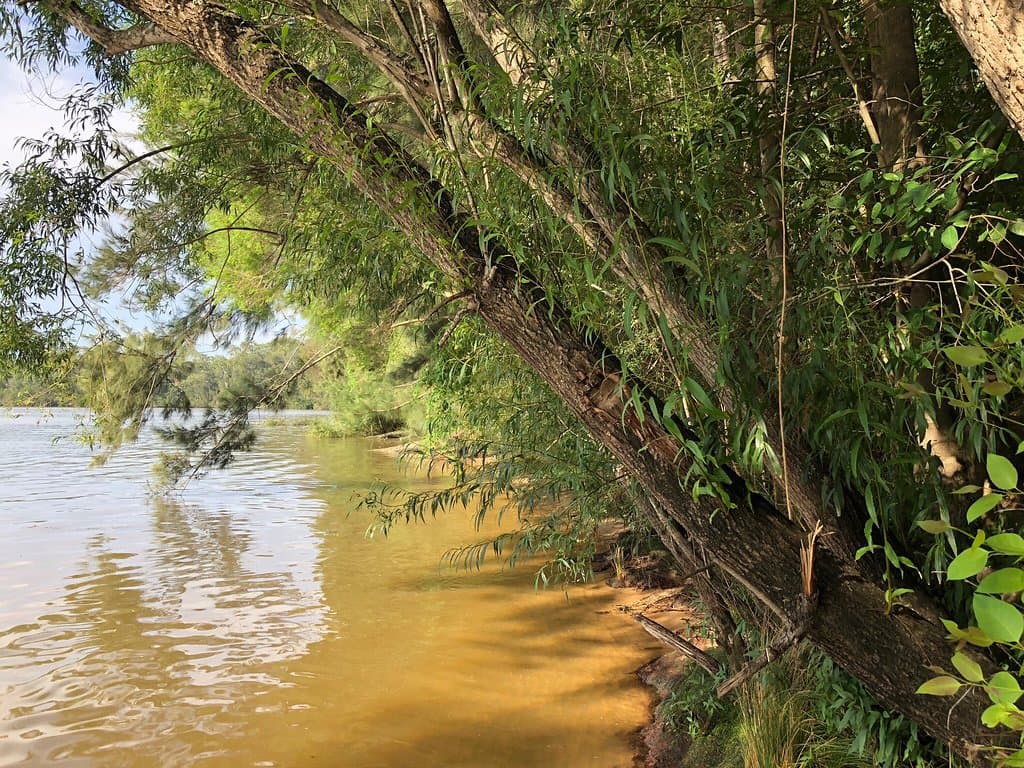 See Wallabies at Cattai National Park