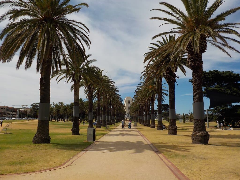An avenue of palms