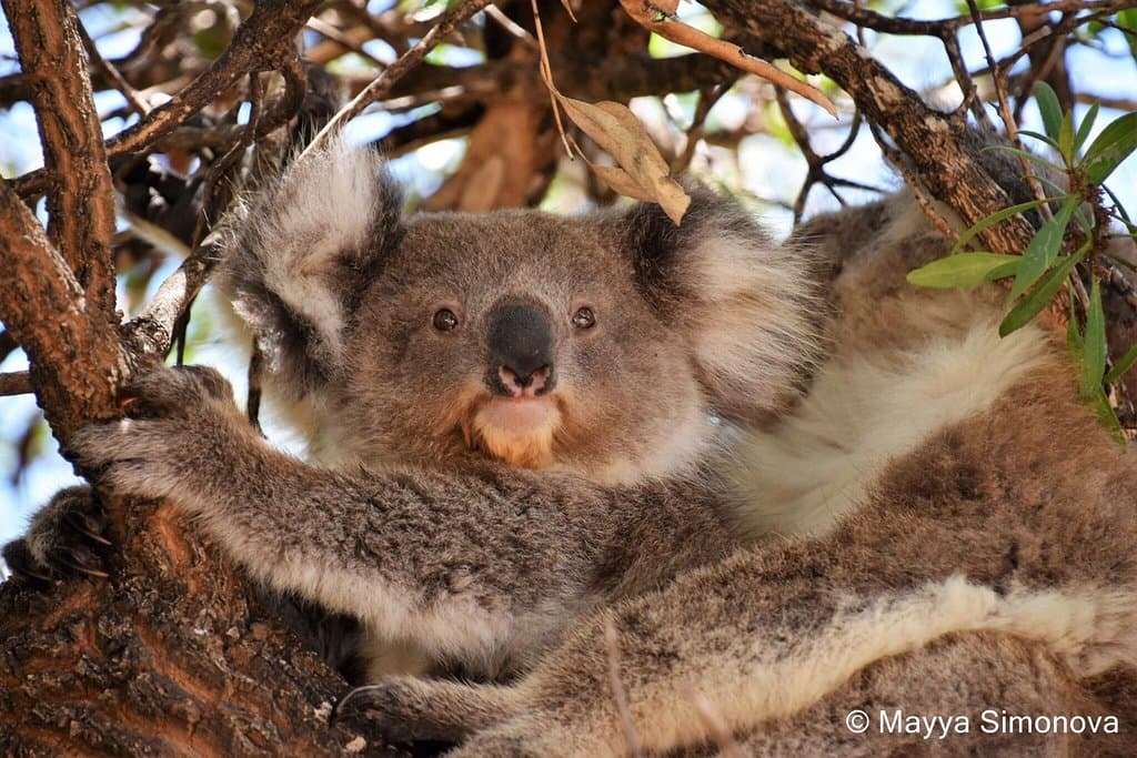 Raymond Island Koala Walk