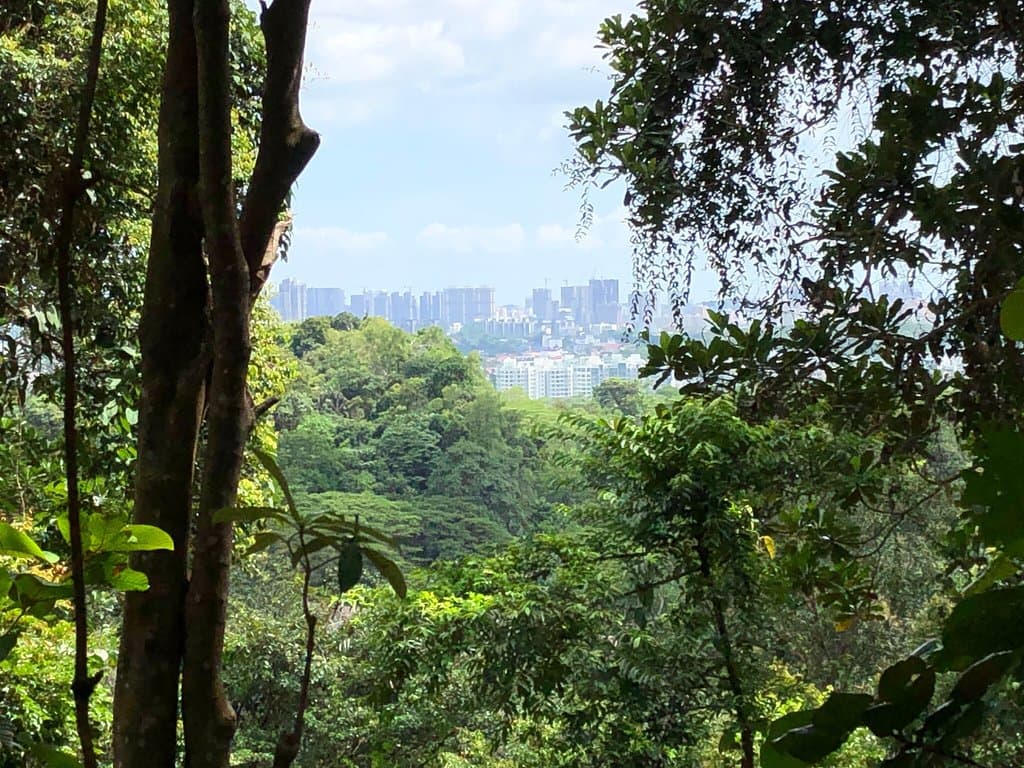 Bukit Timah Hill Hike