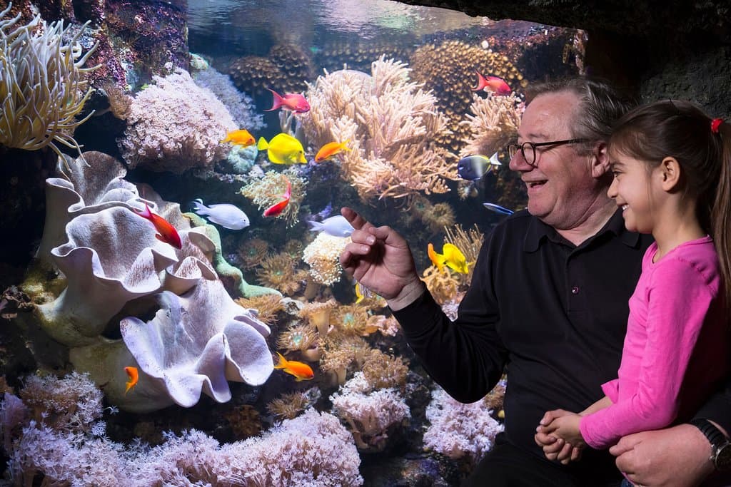 Bunte Unterwasserwelt im SEA LIFE Königswinter!