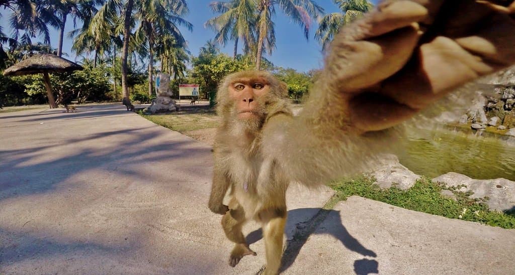 Monkey selfie moment. :) A monkey reaching for a piece of fruit I put on my GoPro camera produced this funny photo in Vietnam. :)