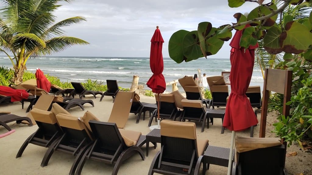 Jungle Fish atmosphere