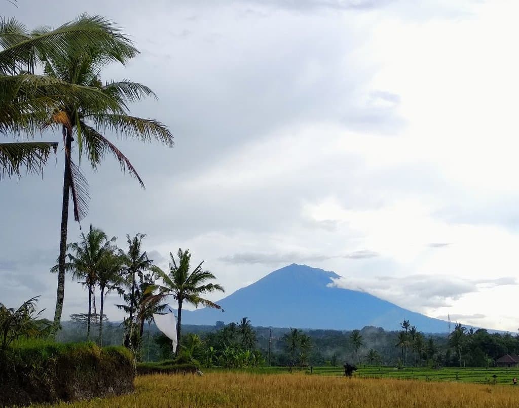 Admirer le point suprême de l'île depuis tegalalang village des artisans