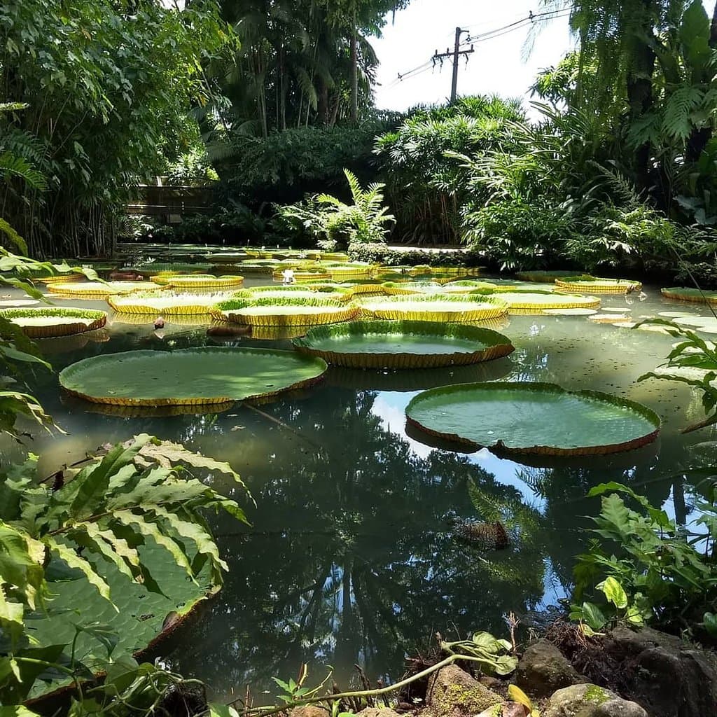Museu Paraense Emílio Goeldi