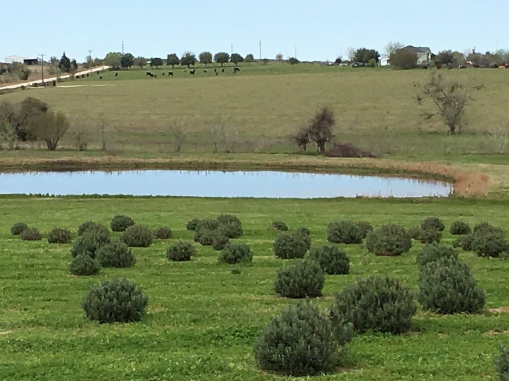 Chappell Hill Lavender Farm