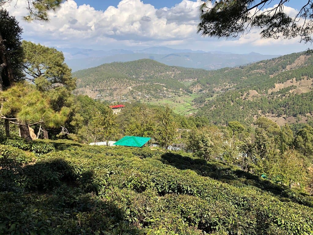 Kausani Tea Estate