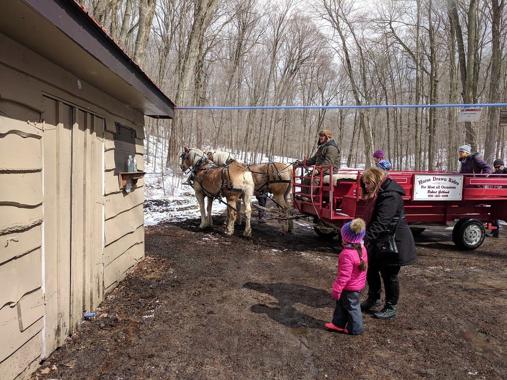 Horse drawn carriage ride