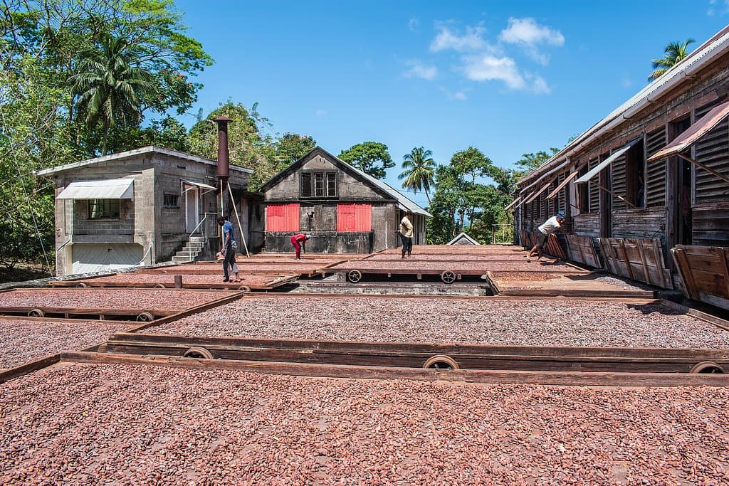 Workers turning cacao beans in a boucan at Dougaldston Estate. (AlpinerHut)