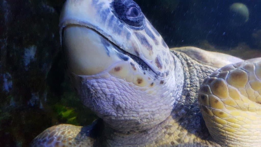 SEA LIFE Scarborough