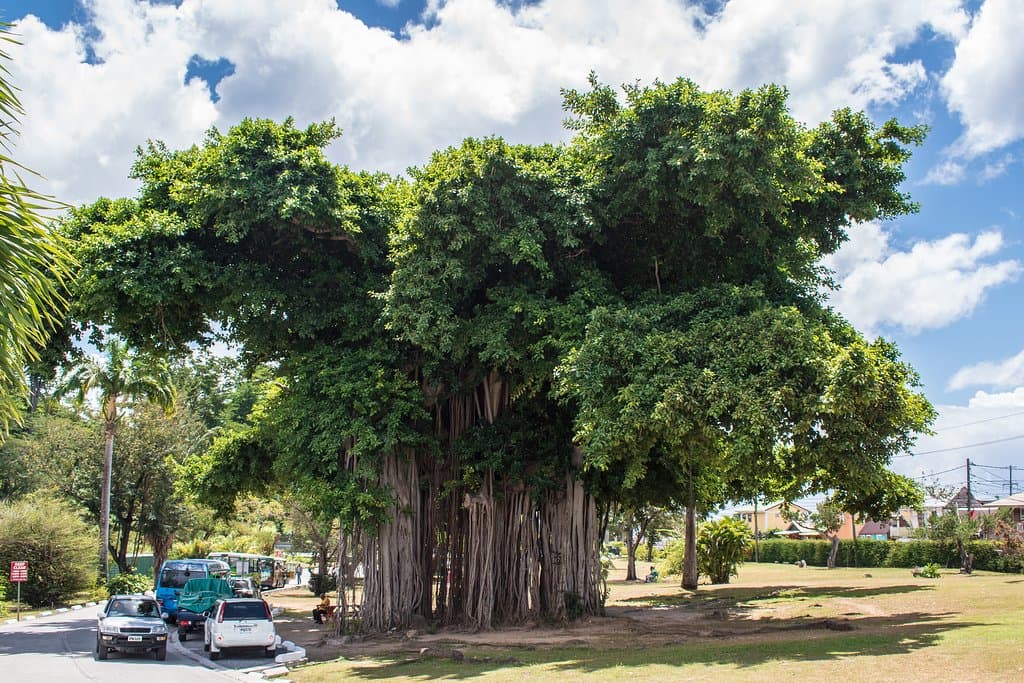 Banyan tree in Dominica Botanic Gardens. (AlpinerHut)